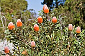 BANKSIA BURDETTII