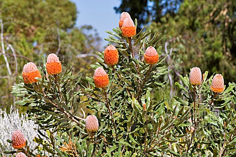 BANKSIA_BURDETTII