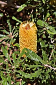 BANKSIA MEDIA