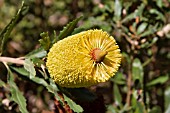 BANKSIA MEDIA