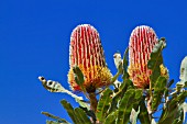 BANKSIA MENZIESII