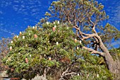 BANKSIA PRIONOTES