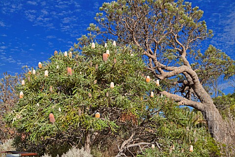 BANKSIA_PRIONOTES