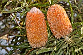 BANKSIA PRIONOTES