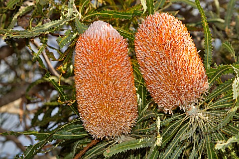 BANKSIA_PRIONOTES