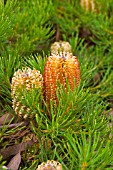 BANKSIA SPINULOSA VAR. SPINULOSA BIRTHDAY CANDLES