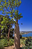 ADANSONIA GREGORII AT THE WESTERN AUSTRALIAN BOTANIC GARDEN, PERTH