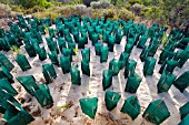 BRUSHLAND RESTORATION, BOLD PARK, PERTH, WESTERN AUSTRALIA