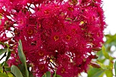 CORYMBIA SUMMER GLORY