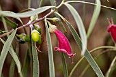 EREMOPHILA LONGIFOLIA