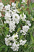 LATHYRUS LATIFOLIUS ALBUS (WHITE PEARL)