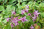 EPIMEDIUM ROSE QUEEN