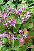 EPIMEDIUM ROSE QUEEN
