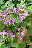 EPIMEDIUM ROSE QUEEN