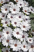 OSTEOSPERMUM FLOWER POWER WHITE