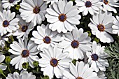 OSTEOSPERMUM FLOWER POWER WHITE