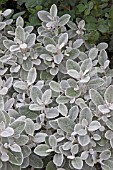 BRACHYGLOTTIS SILVER DORMOUSE,  SENECIO