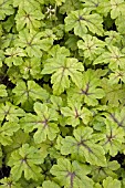 TIARELLA JEEPERS CREEPERS