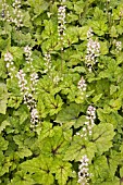 TIARELLA PIRATES PATCH