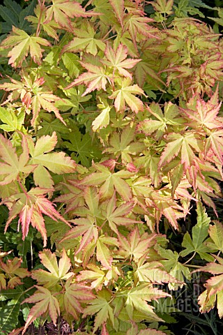 ACER_PALMATUM_KATSURA__JAPANESE_MAPLE