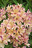 ALSTROEMERIA PRINCESS MONICA