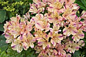 ALSTROEMERIA PRINCESS MONICA