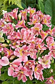 ALSTROEMERIA PRINCESS SISSI