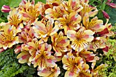 ALSTROEMERIA PRINCESS SARA