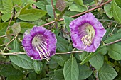 COBAEA SCANDENS