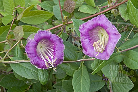 COBAEA_SCANDENS