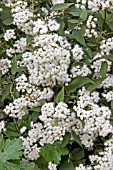 EUPATORIUM RUGOSUM CHOCOLATE