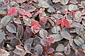 LOROPETALUM CHINENSIS FIREDANCE