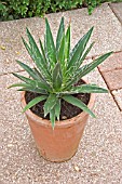 AGAVE FILIFERA IN TUB