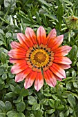 GAZANIA GAZOO