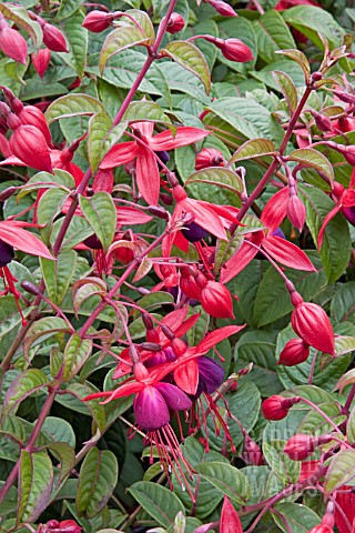 FUCHSIA_LADY_BOOTHBY__CLIMBER