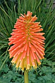 KNIPHOFIA ROOPERI