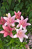 LILIUM ALGARVE (PEARLY PINK)