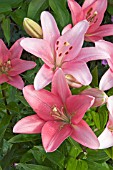 LILIUM ALGARVE (PERLY PINK)