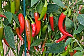 CAPSICUM (CHILLI) THAI DRAGON