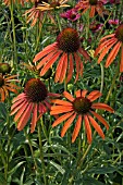 ECHINACEA ARTS PRIDE