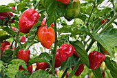 CAPSICUM,  CHILLI CARRIBEAN RED HOT