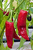 CAPSICUM,  CHILLI GEORGIA FLAME