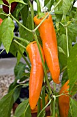 CAPSICUM,  CHILLI GOLDEN HORN