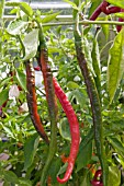 CAPSICUM,  CHILLI PINOCCHIOS NOSE