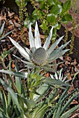 ERYNGIUM PROTEIFLORUM