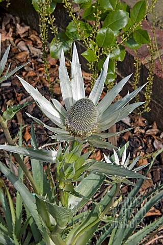 ERYNGIUM_PROTEIFLORUM