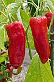 CAPSICUM,  CHILLI SUPER SHEPHERD