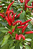 CAPSICUM,  CHILLI TREASURES RED