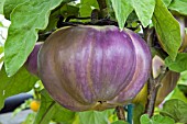 AUBERGINE VIOLETTI DI PERENZE