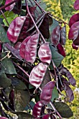 LAB LAB PURPUREUM (PURPLE RUNNER BEAN PODS)